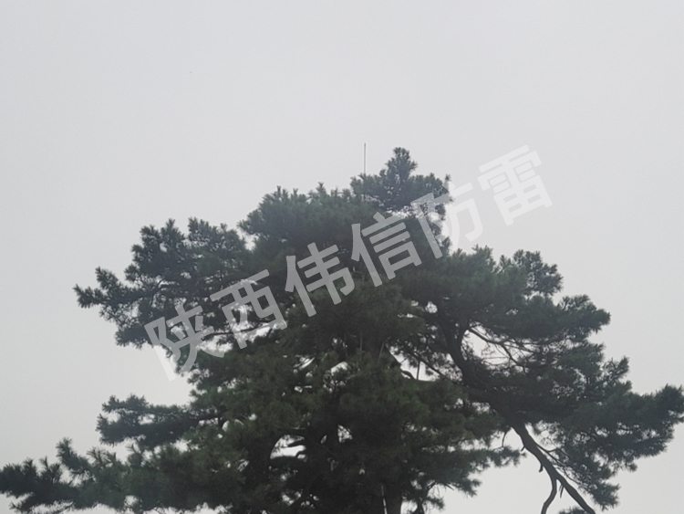 西安翠華山景區(qū)古樹(shù)避雷針安裝現(xiàn)場(chǎng)2